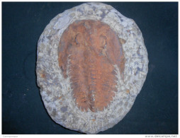 Trilobite Fossile - Fossiles