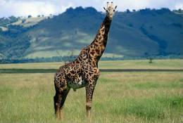 S37-090  @  Giraffes  , Postal Stationery -Articles Postaux -- Postsache F - Girafes