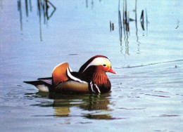 Ain Villars Les Dombes Parc Ornithologique Canard Mandarin - Villars-les-Dombes