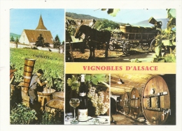 Cp, Agriculture, En Alsace, Sur La Route Des Vins - Viñedos