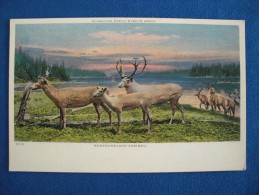 Newfoundland Caribou - Andere & Zonder Classificatie