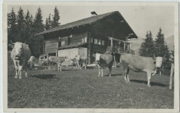 Lenk, Chalet , Vaches Du Simmental - Lenk Im Simmental