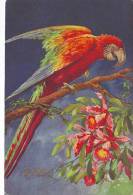 Z5468 Superb Postcard Ilustration Parrot Signed Carlo Not Used PPC 1920 - Chiostri, Carlo