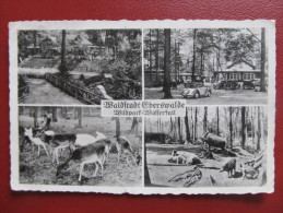 AK EBERSWALDE 1942 ZOO Tierpark ///  D*13417 - Eberswalde