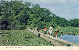 BOSHERSTON LILY POOLS - 2 Scans - Pembrokeshire