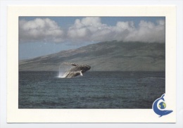 COUSTEAU-- UNE BALEINE A BOSSE. DANS LES EAUX DE L'ILE MAUI -RECTO /VERSO- C1 - Maui