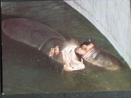 Hippo  / Hippopotame / Polish Postcard - Ippopotami