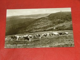 FELDBERG  IM SÜDL  -  Bismarckdenkmal Und Grüble - Feldberg