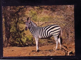 AK Motiv Tiere:    -   ZEBRA  -    Karte Nicht Gel. - Zebras