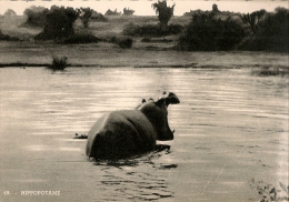 CPA-1930-HYPPOPOTAME-GRANDS LACS-EST AFIQUE--Carte Des MISSIONS Des PERES BLANCS -TBE - Nijlpaarden