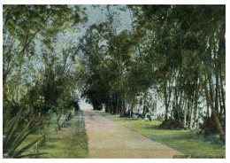 (PF 888) Very Old Postcard - Carte Ancienne - Brisbane Botanical Gardens - Brisbane