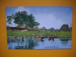 Cpa  NEW YORK - Zoological Park -  Elk Bathing -  USA - Parks & Gardens