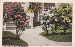 Trees Of Roses Portland Oregon - Portland