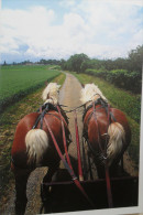 Carte Double Horse Cheval - Autres & Non Classés