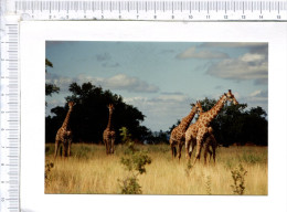 GIRAFES  -    Carte Double  An  Original  Photograph   - The  Kruger National Park -   Giraffes - Giraffen