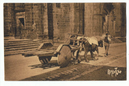 Attelage  De  Boeufs  Devant L'église D'urrugne - Urrugne