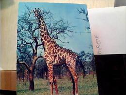 GIRAFFE GIRAFFA    N1965 EM8575 - Giraffen