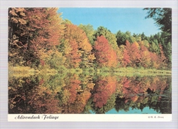 Adirondack Foliage - American Roadside
