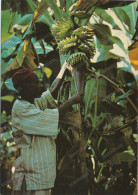 Republique De Guinee - Jeune Regime De Bananes, Cueillette Des Bananes.  Ethnic ,old Postcard - Guinée