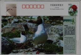 Brown-headed Gull Hatching In Bird Island,CN 05 Bird Kingdom Qinghai Lake National Nature Reserve Pre-stamped Card - Mouettes