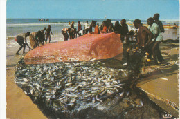 Africa, \Fishing Scen, Scene De Peche,-  Old Photo Postcard - Unclassified