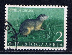 YU+ Jugoslawien 1954 Mi 738 Ziesel - Used Stamps