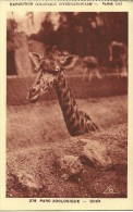 ANIMAL ANIMAUX GIRAFE 278 PARC ZOOLOGIQUE EXPOSITION COLONIALE INTERNATIONALE PARIS 1931 ED. BRAUN ET CI - Giraffen