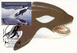 458- ORCA, KILLER WHALE, CARTES MAXIMUM, CM, MAXICARD, 1993, ROMANIA - Walvissen