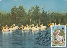 465- BIRDS, PELICANS, CARTES MAXIMUM, CM, MAXICARD, 1997, ROMANIA - Pelikanen