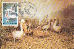 466- BIRDS, PELICANS, CARTES MAXIMUM, CM, MAXICARD, 2005, ROMANIA - Pelikane