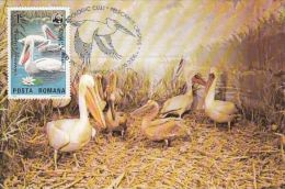 466- BIRDS, PELICANS, CARTES MAXIMUM, CM, MAXICARD, 2005, ROMANIA - Pélicans