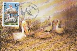 467- BIRDS, PELICANS, CARTES MAXIMUM, CM, MAXICARD, 2005, ROMANIA - Pelicans
