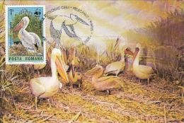 468- BIRDS, PELICANS, CARTES MAXIMUM, CM, MAXICARD, 2005, ROMANIA - Pélicans