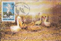 469- BIRDS, PELICANS, CARTES MAXIMUM, CM, MAXICARD, 2005, ROMANIA - Pelikane