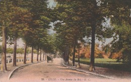 LILLE (Nord) - Une Avenue Du Bois - Colorisée - Lille