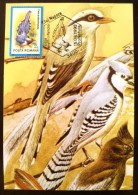 ROUMANIE Oiseaux (cissa Erythrorhyncha) Carte Maximum. FDC, Emis En 1992(16) - Andere & Zonder Classificatie