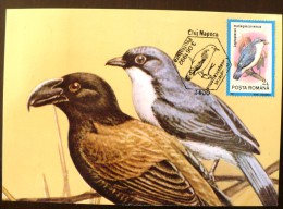 ROUMANIE Oiseaux (leptopterus Madagascariensis) Carte Maximum. FDC, Emis En 1992(18) - Autres & Non Classés