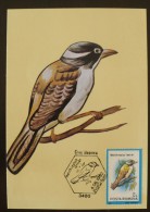 ROUMANIE Oiseaux (melithreptus Laetier) Carte Maximum. FDC, Emis En 1992 (2) - Autres & Non Classés