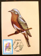 ROUMANIE Oiseaux (sialia Sialis) Carte Maximum. FDC, Emis En 1992(4) - Other & Unclassified