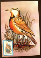 ROUMANIE Oiseaux (sturnetta Neglecta) Carte Maximum. FDC, Emis En 1992(13) - Autres & Non Classés