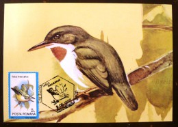 ROUMANIE Oiseaux (todus Mexicanus) Carte Maximum. FDC, Emis En 1992(17) - Autres & Non Classés