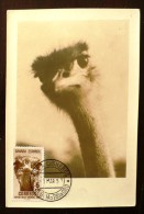 SAHARA ESPAGNOL Oiseaux. Yvert 85.  Carte Maximum, FDC, Emis En 1957 - Ostriches