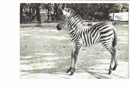 Cpm MULHOUSE - 68 - ZOO - Le Zèbre De Grant - Un Poulain De Quelques Jours - 1971 - - Zebras