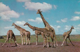 GIRAFFES - Giraffes