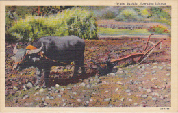 Water Buffalo And Plow Hawaiian Islands Curteich - Hawaï