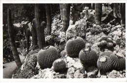 Cp396  Monaco Jardin Exotique 1946 - Exotic Garden