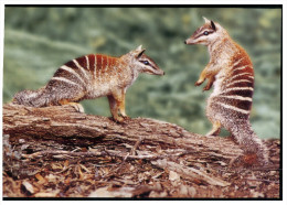 (350) Australia - Numbat - Outback