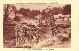 Exposition Coloniale Internationale Paris 1931 -- Parc Zoologique - Les Girafes.     ( 2 Scans ) - Giraffe