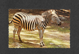 ANIMAUX - ANIMALS - ZÈBRES - APPARTIENNENT À LA MÊME FAMILLE QUE LE CHEVAL - PHOTO J.C. CARON - Zebra's