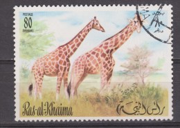 Ras Al Khaima Used ; Giraffe, Jirafa, - Girafes
